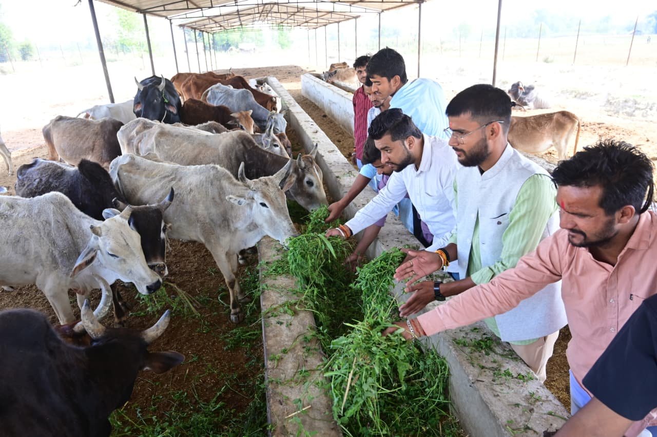 Gaushala Activity